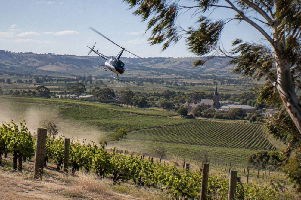 A light helicopter banking over rows of Shiraz vines on the Barossa Valley floor